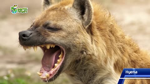 Top 10- Scariest Animal Teeth