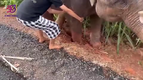 Girl Helps Baby Elephant Whose Leg Was Stuck In Mud