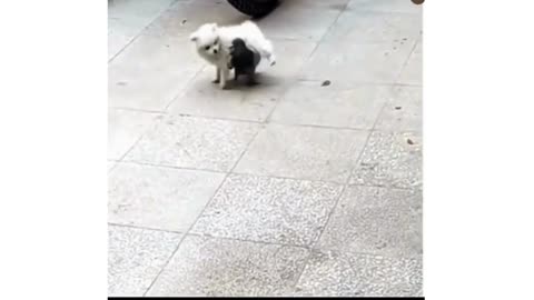 Pigeon Vs Dog & Pigeon Vs Cat