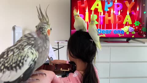 Cockatiel Bird Plays Piano on Ana's 2nd Birthday