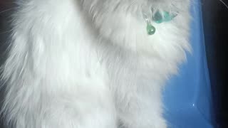 White Persian Cat : beautiful cat : rat hunter