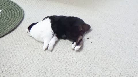 Rabbit falls but can't get up