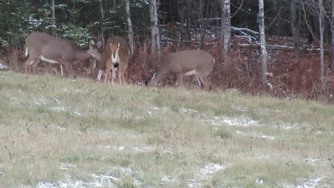 CHRISTMAS MUSIC SET TO VIDEO OF WHITETAIL DEER EATING CARROTS