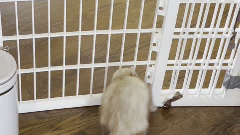 Fuzzy Ferret Flows Through Fence