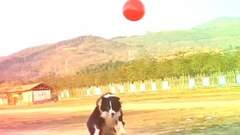 Dogs Play Football