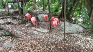 Look at this bright colour American flamingo socializing with each other - Part 1