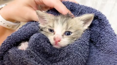 how to First bath for kitten Johnny and its loud meow