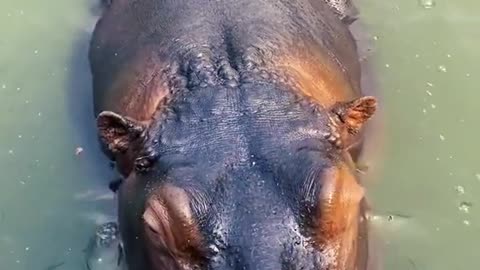 zookeeper#amazing#Hippo