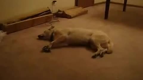 Funny dog sleeping