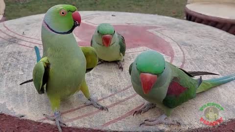 Talking Indian Ringneck Parrot Greeting Baby Parrot - Funny Dancing And Talking Parrot_p5