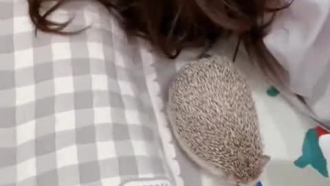 Hedgehog on my Hair