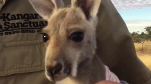 Baby kangaroo loves her pouch!