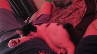 Patches Sleeping Under Red Light - Sleep Therapy