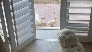 World's Worst Guard Dog