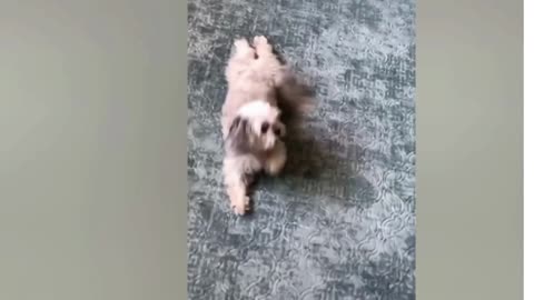 Cute dance of a cute puppy