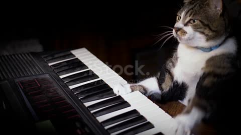 Funny Cat Plays a Keyboard