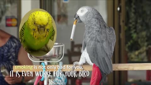 12 thinks you should never to do you budgie