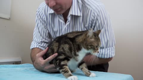 How to pick up a cat like a pro - Vet advice on cat handling