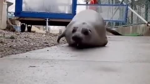Funniest seal dance