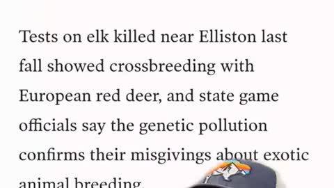 Do hybrid elk exist?