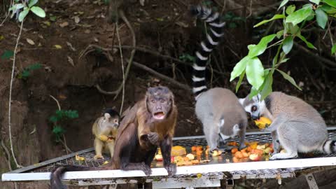 Monkeys are eating and have fun