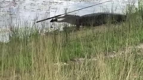 Alligator Takes My Fishing Pole