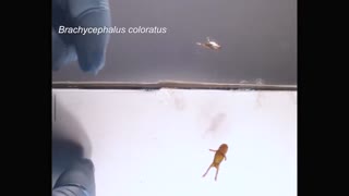 Why can't these frogs jump?