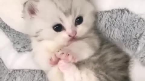 Cute Animals Lovely Cat