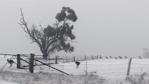 Kangaroos in the snow