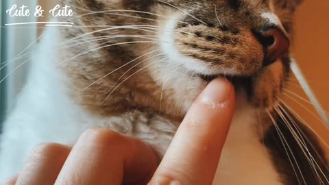 Touching the cat 😍🤍🐈💜