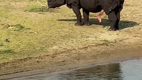 One horned rhino's dick