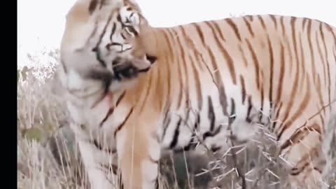 Hungry tiger attacked animal in jungle