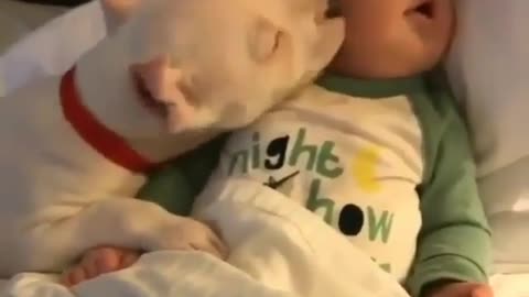 A little sleep child with a dog
