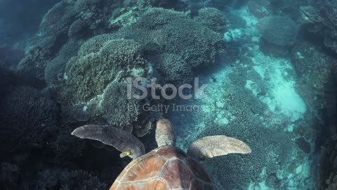 Underwater Marvels: The Astonishing World of Coral Reefs