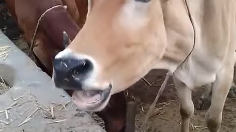 a cow is screaming very loudly
