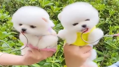 Dogs funny video - Cuteness loaded