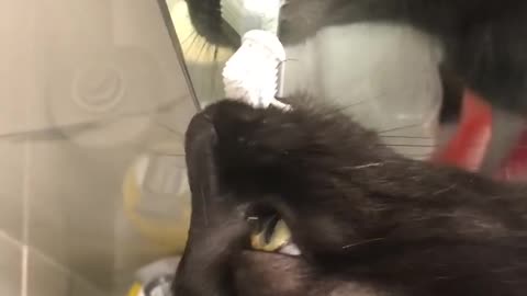 Halarious Cat Brusher Teeth with pet parients toothbursh