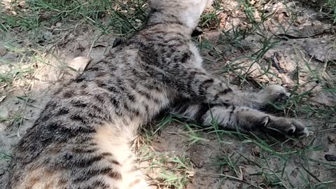 Cute kitten laying down by Kingdom of Awais