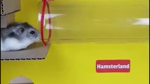 Baby hamsters are so cute