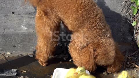 Poodle dog play with ducking