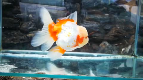 The most beautiful Oranda Goldfish-2