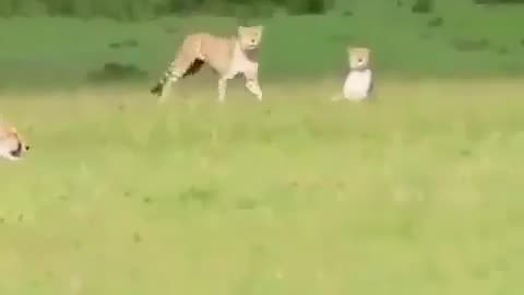 Lion attack