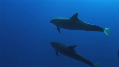 Dolphins Underwater