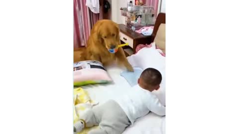 A caring dog