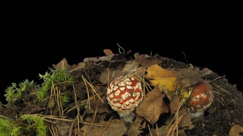 Mushroom Canoe Fungi Building Material - Future Technology