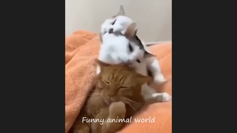 Funny cat