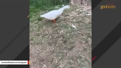 Lucky duck gets adopted. Then she has an identity crisis.