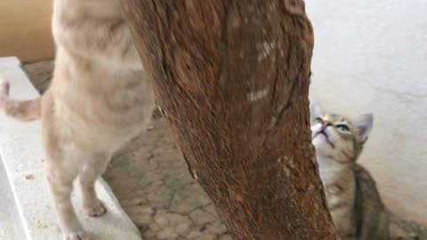 Two cats playing by the tree