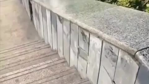 This pupies loves to slide