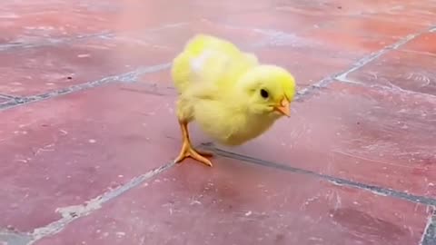 Beautiful Chicks